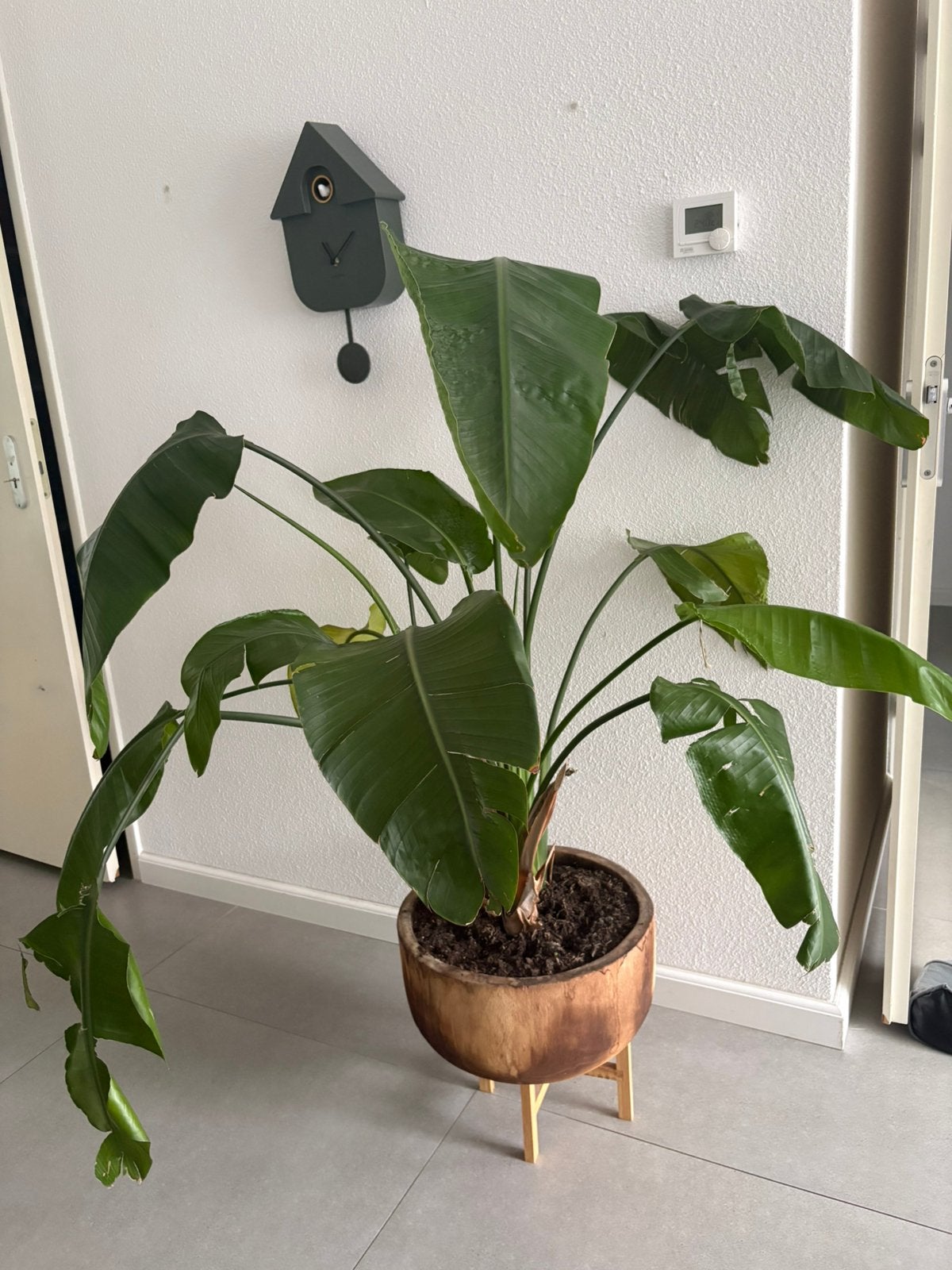 Planten, Ophalen, Halfschaduw, 200 cm of meer