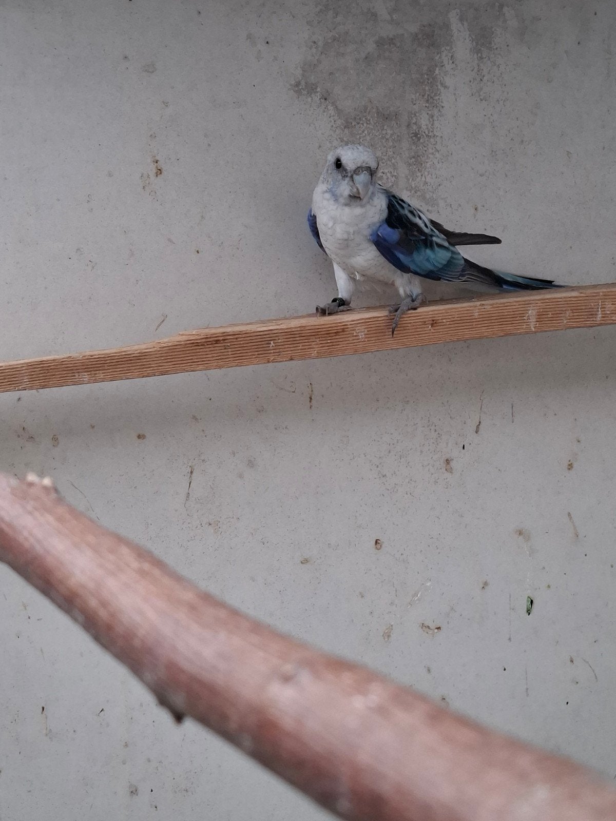 oranje opaline/golden  opaline/blauw opaline/, Meerdere dieren, Parkiet