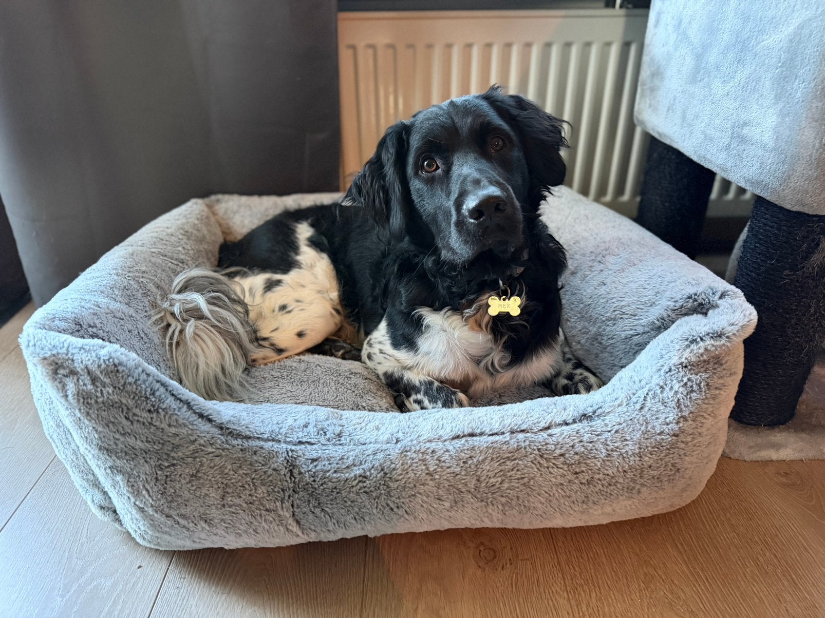 Friese Stabij Dekreu aangeboden, Reu, 1 tot 2 jaar, Eén hond, CDV (hondenziekte)