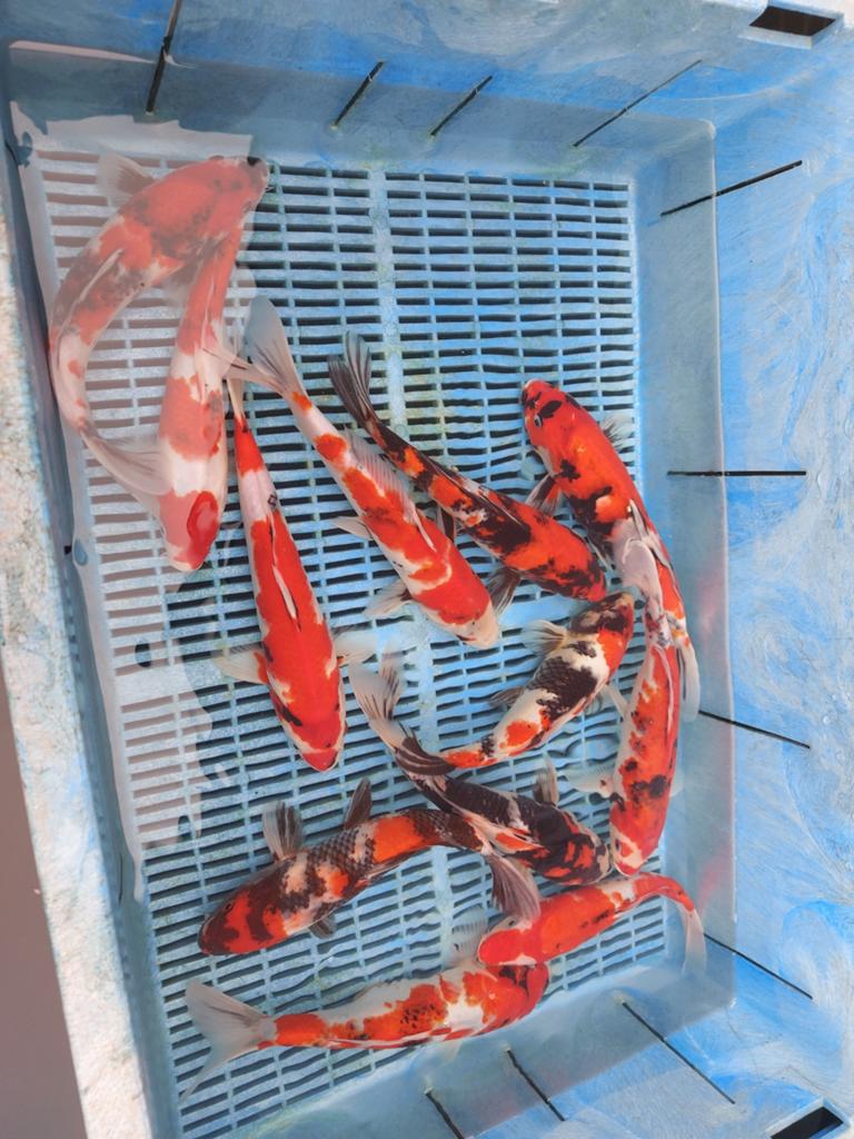 15 koi, Karper of Koi