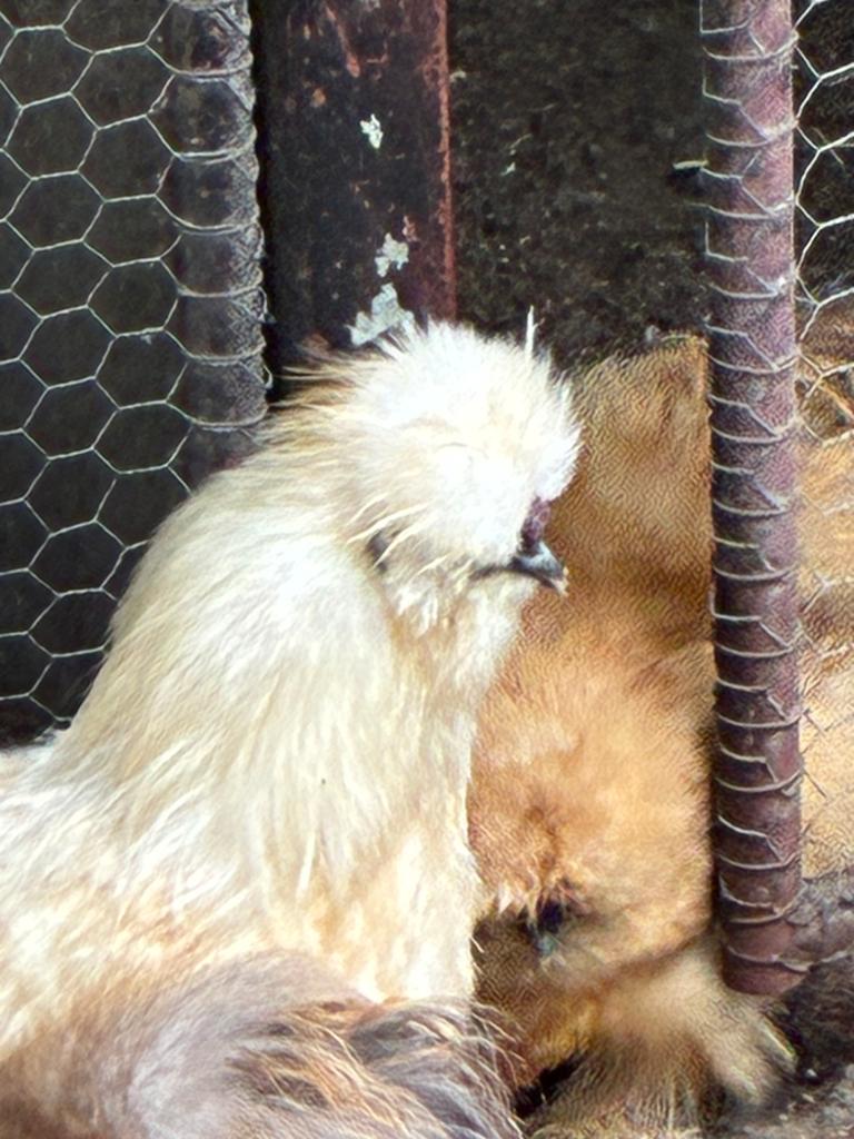 usa zijde hoen gratis, Dieren en Toebehoren, Pluimvee, Mannelijk, Kip