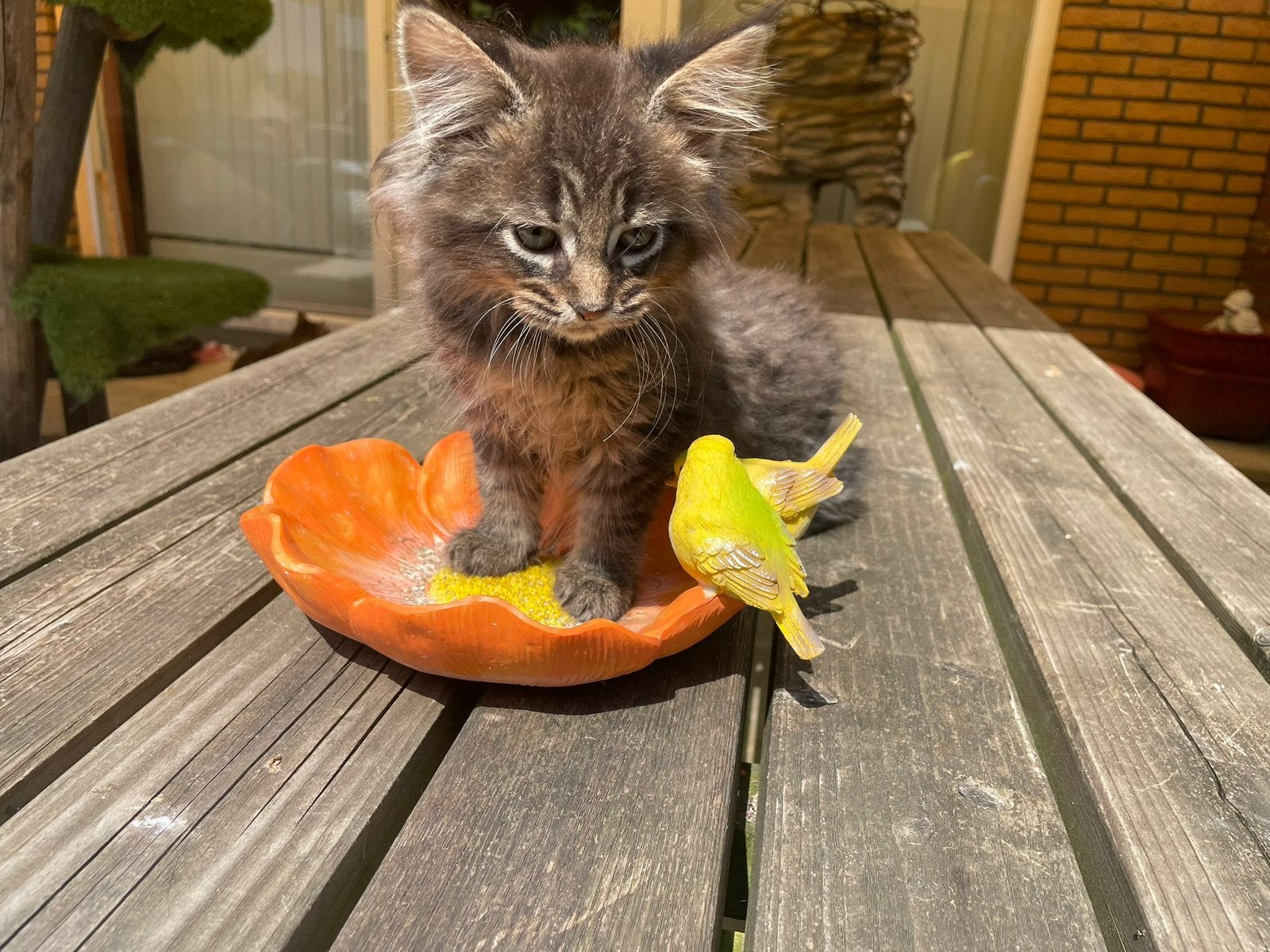 2 langharige kittens ragdoll/maine coon, Meerdere dieren, Ontwormd, 0 tot 2 jaar
