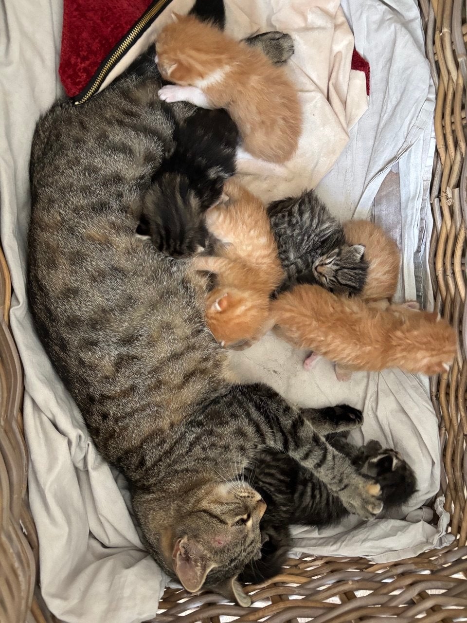 Prachtige kittens, Meerdere dieren