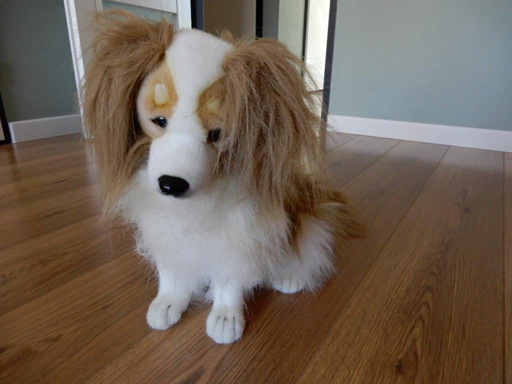 Te koop! leuke sierhond, Ophalen, Gebruikt, Overige merken, Hond
