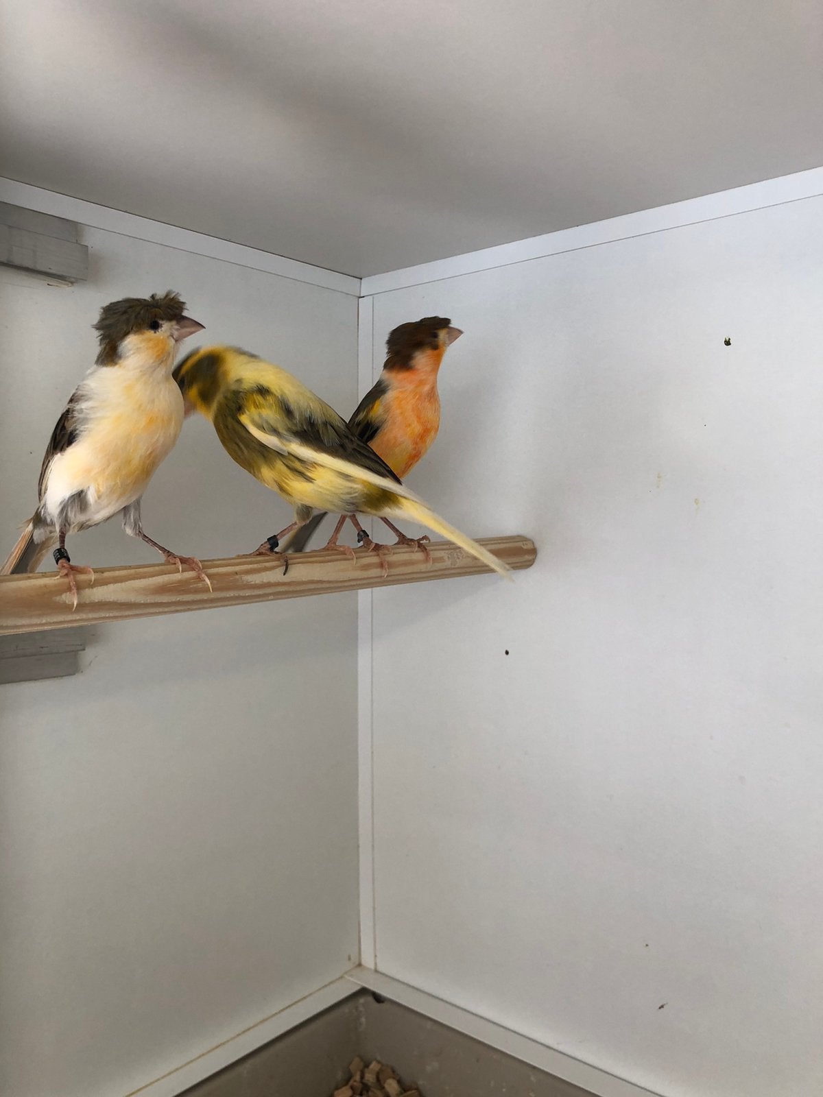 Div volière vogels