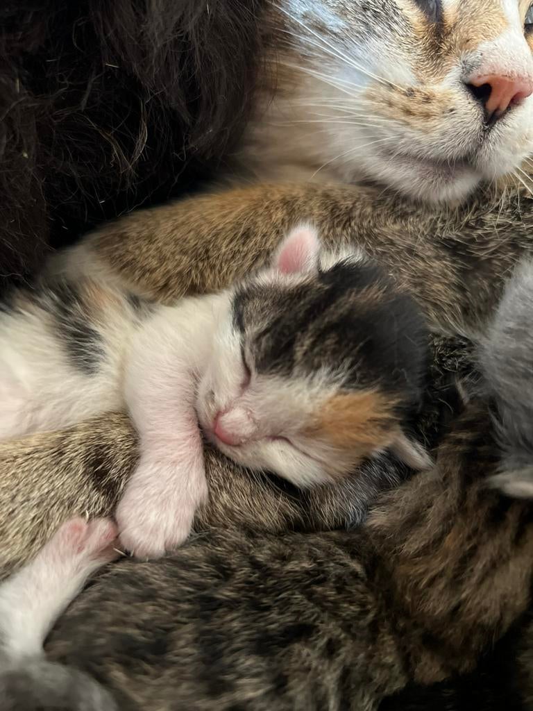 Kittens, Dieren en Toebehoren, Katten en Kittens | Overige Katten, Meerdere dieren, 0 tot 2 jaar