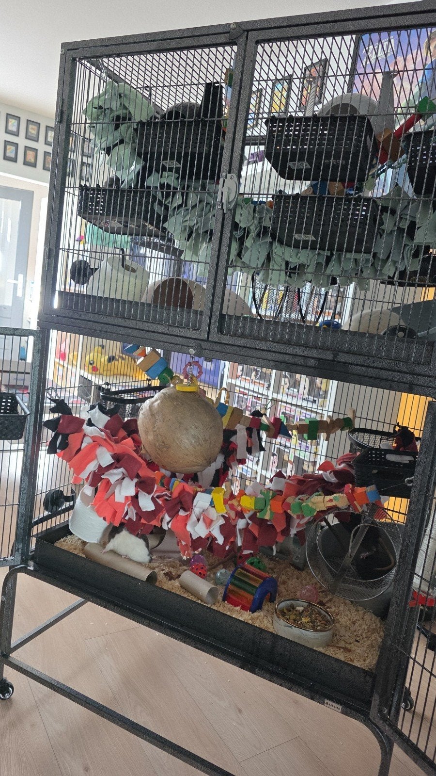 ratjes+kooi+alle toebehorenen, Dieren en Toebehoren, Januari, Mannelijk, Rat