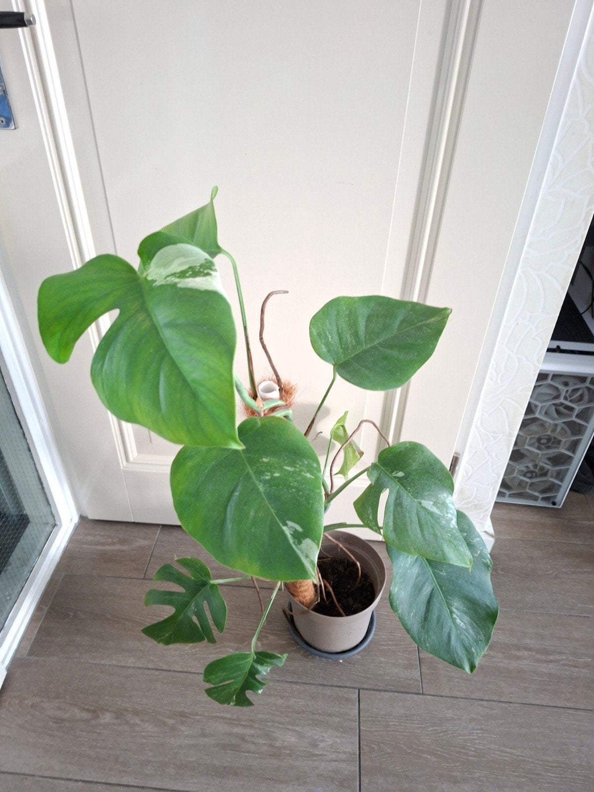 Monstera deliciosa variegata, Ophalen, Halfschaduw, Minder dan 100 cm