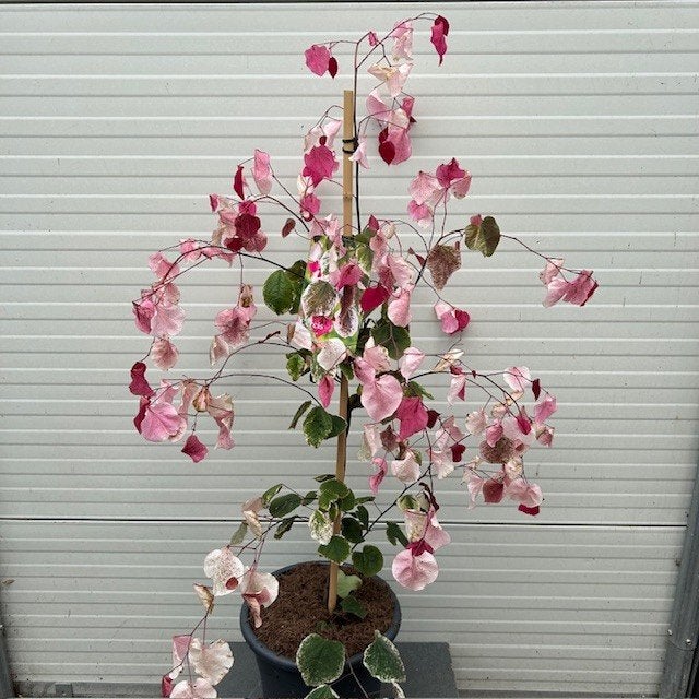 Cercis of Judasboom, Tuin en Terras, Planten | Bomen, Ophalen of Verzenden, Lente, In pot, 100 tot 250 cm