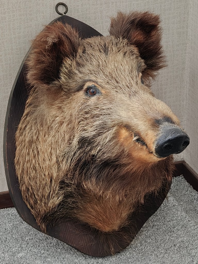 Wild Zwijn Ever Zwijn taxidermie op trofeeplank, Verzamelen, Dierenverzamelingen, Ophalen, Wild dier, Opgezet dier