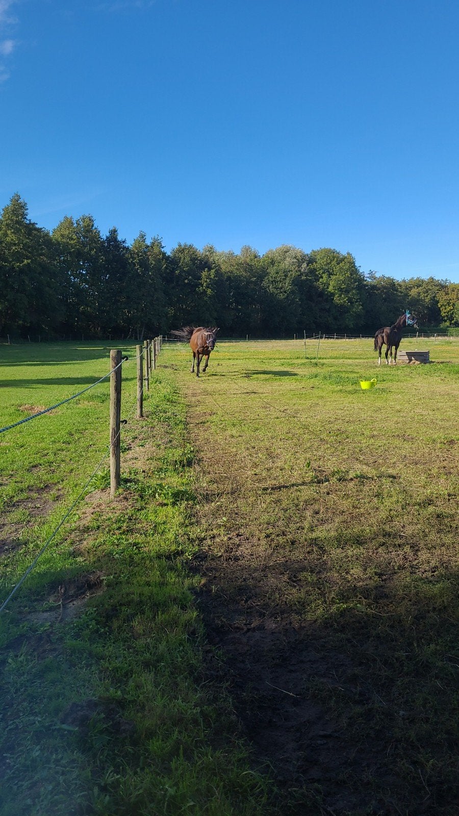 24/7 wei met uitloop in ouddorp, Dieren en Toebehoren, Ophalen of Verzenden, Nieuw