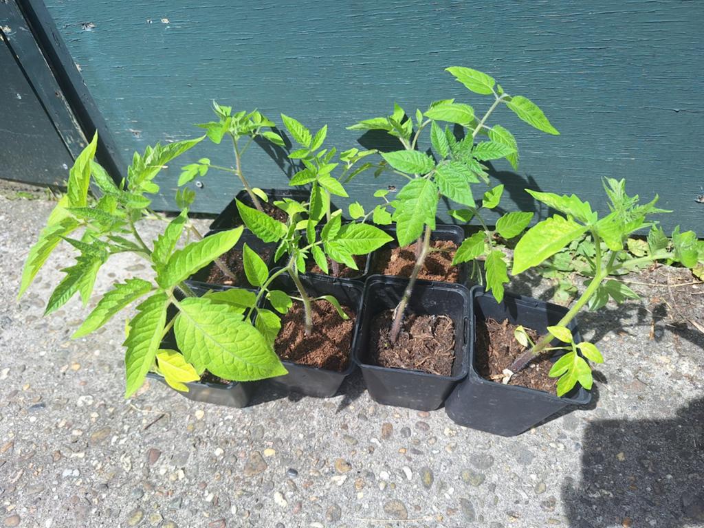 San Marzano tomaat, Ophalen of Verzenden, Minder dan 100 cm, Overige soorten, Zomer