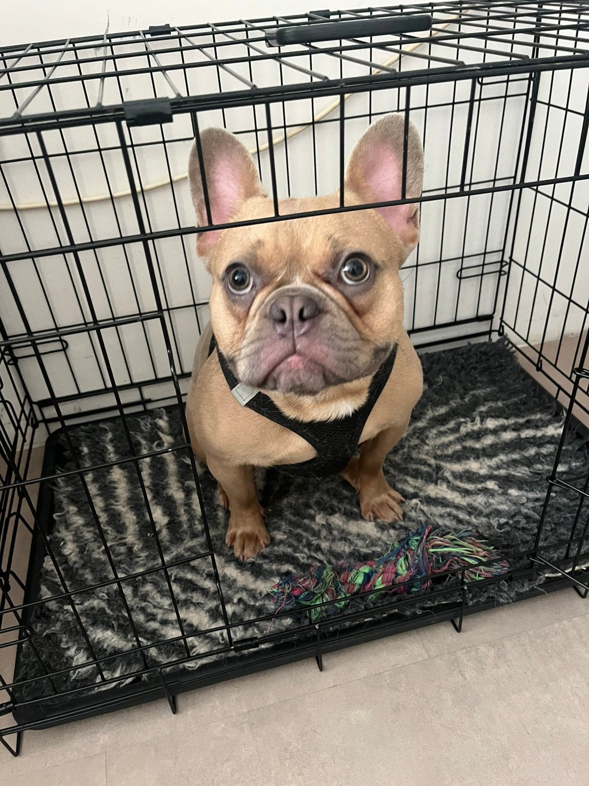 Franse bulldog Red Fawn, Dieren en Toebehoren, 15 weken tot 1 jaar, Reu, Parvo, Bulldog