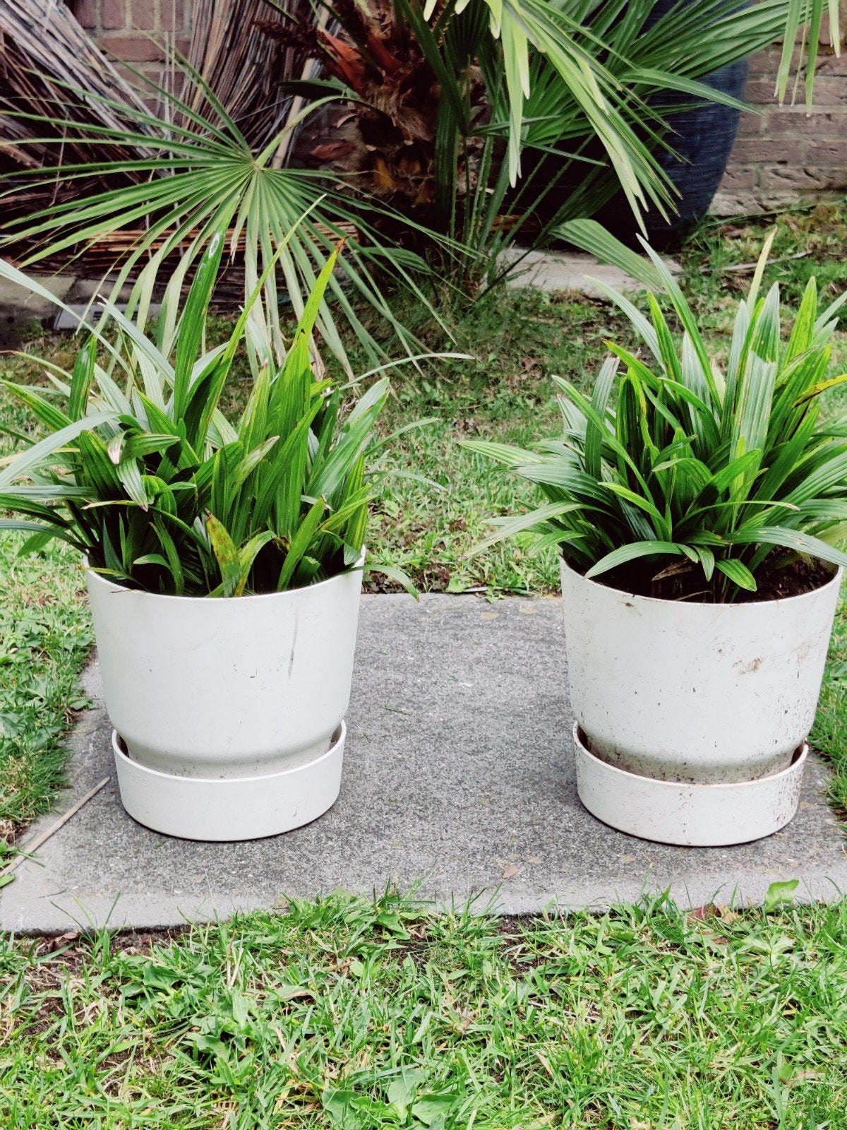 Elho Greenville potten met palmpjes (20cm), Tuin en Terras, Ophalen, Kunststof, Gebruikt, Minder dan 30 cm