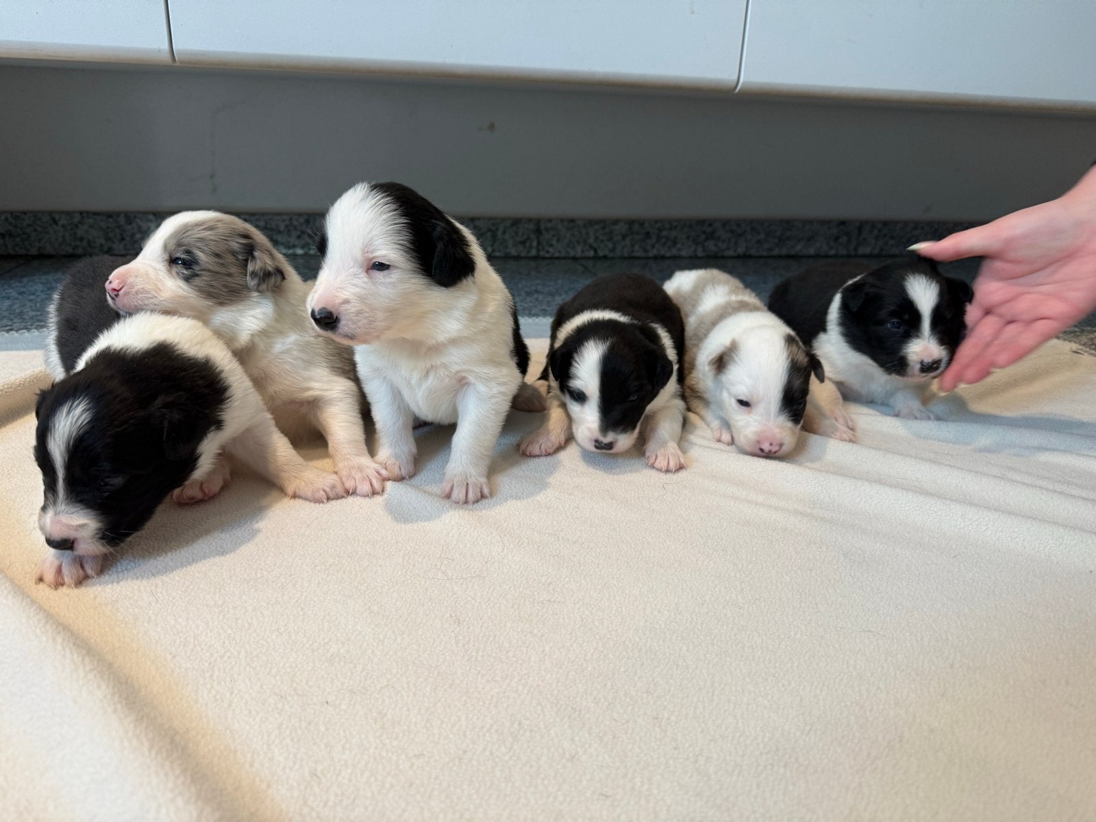 Bordercollie pups geboren 7-9 ‘26, Dieren en Toebehoren, 8 tot 15 weken, Collie, Meerdere, Meerdere dieren