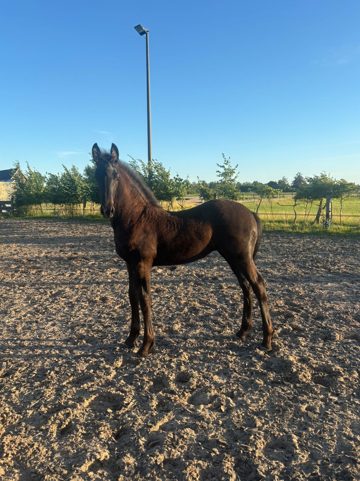 Opfok plek aangeboden voor merrie veulen, Dieren en Toebehoren, Opfok