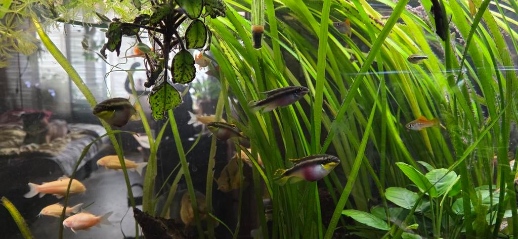 Vallisneria planten, Vis