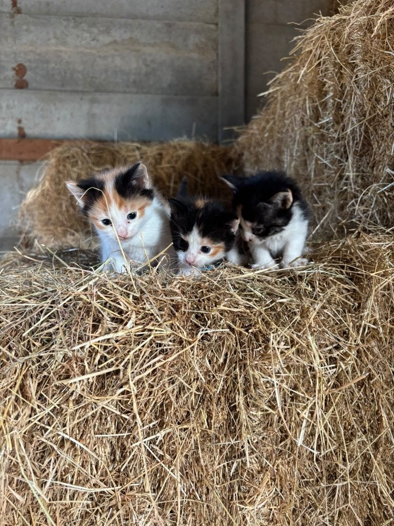 Kittens, Meerdere dieren, Ontwormd, 0 tot 2 jaar