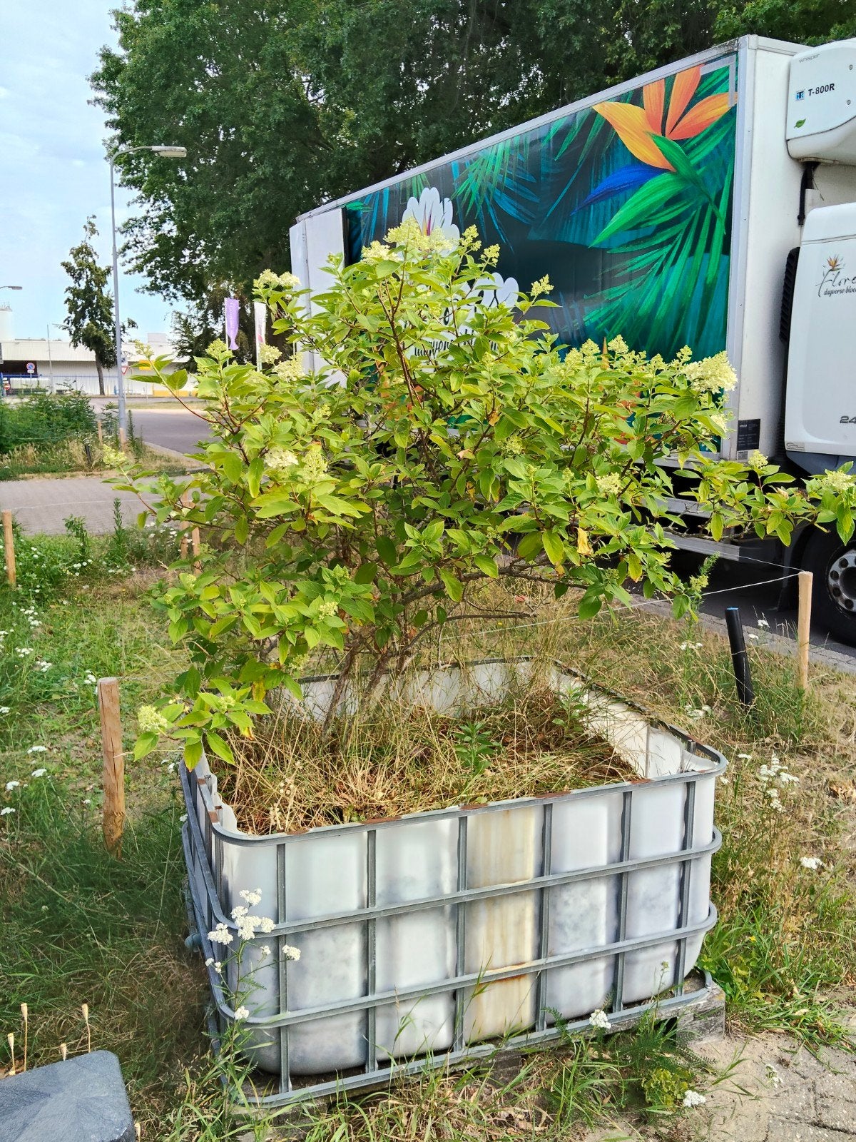 Ibc bloembakken, Volle zon, 100 tot 250 cm, Zomer, Overige soorten