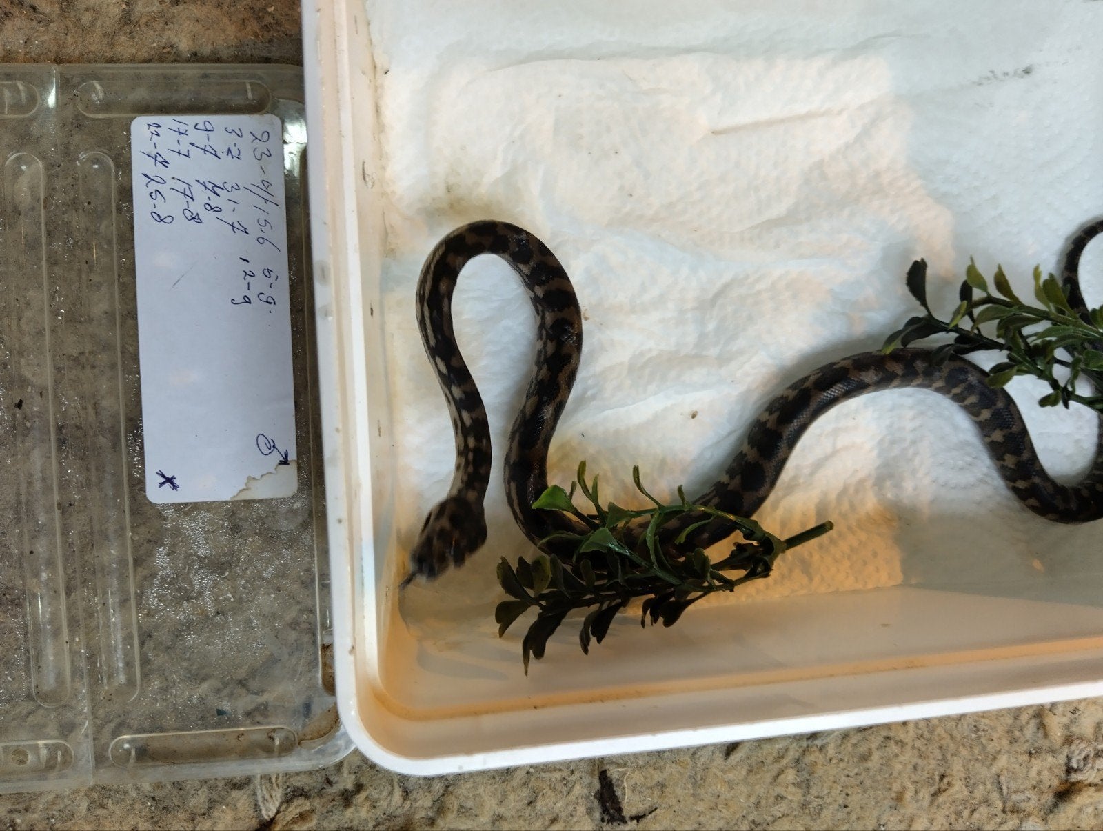 tapijtpythons aangeboden Carpet Python photo 2