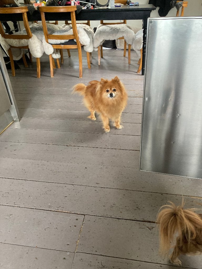 Pomeriaan / Keeshondje ,teef ., Dieren en Toebehoren, Honden | Poolhonden, Keeshonden en Oertypen, 6 jaar of ouder, Keeshond, Teef