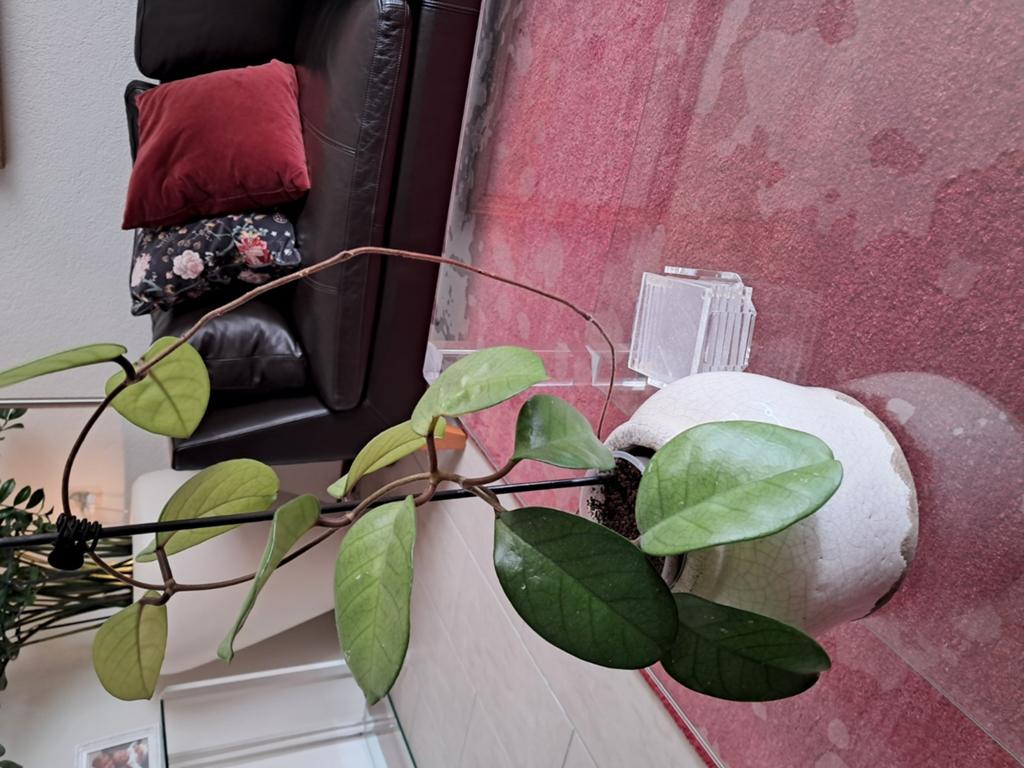 Hoya plant .funghii, Huis en Inrichting, Kamerplanten, Ophalen, Halfschaduw, Minder dan 100 cm