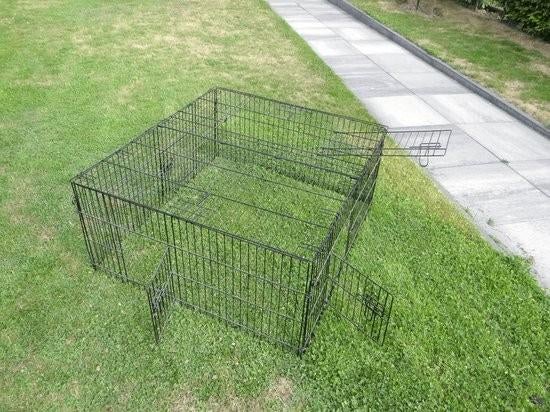 Kippenren, Vrouwelijk, Kip