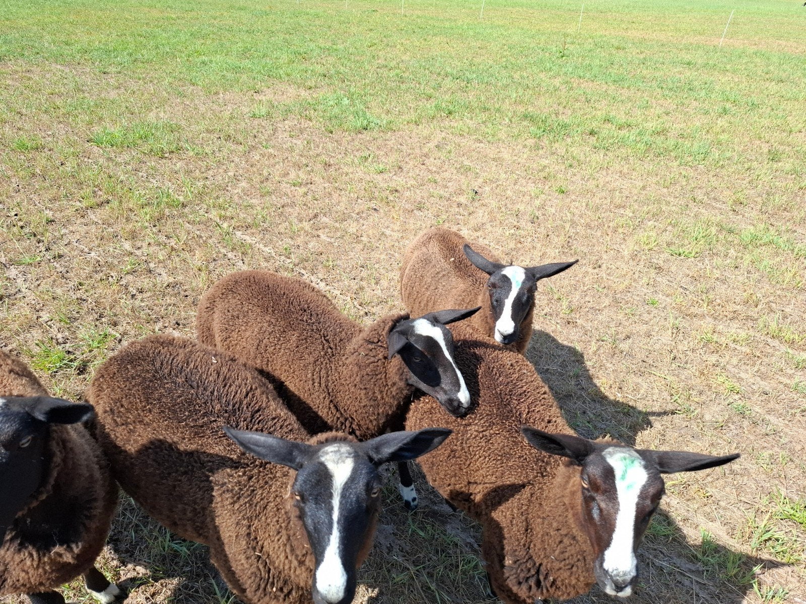 Ooi lammeren, Meerdere dieren, Schaap