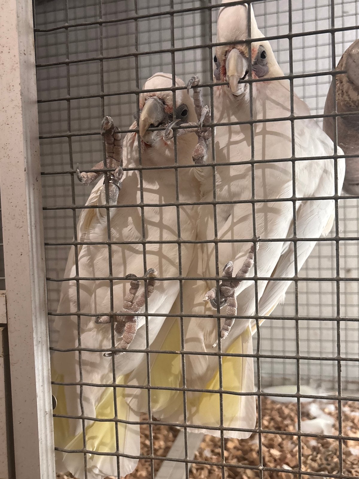 Bewezen Koppel Naaktoog Kakatoes, Meerdere dieren, Geringd
