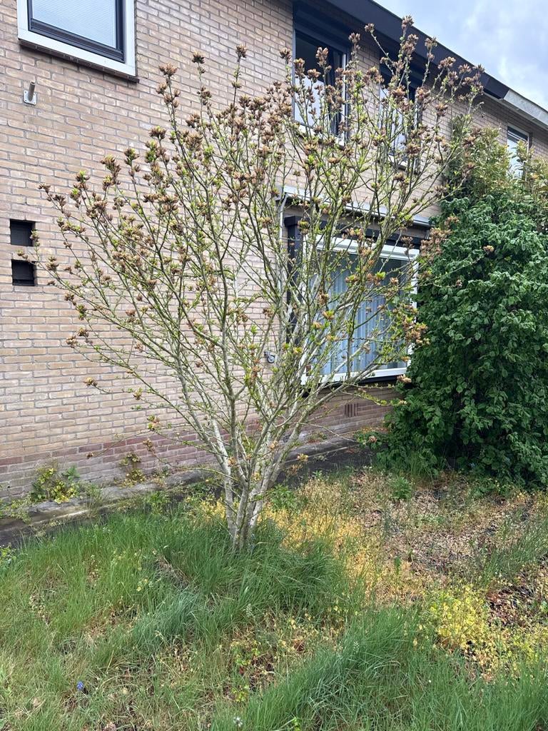 Gratis planten ophalen: hazelaar+vlinderstruik+rododendron, Tuin en Terras, Planten | Struiken en Hagen, Ophalen, Overige soorten