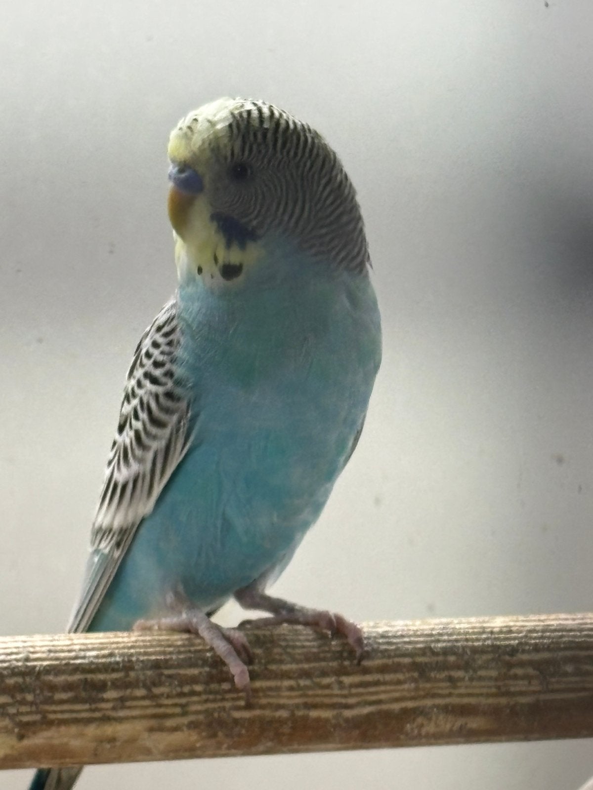 Koppel grasparkieten, Meerdere dieren, Parkiet
