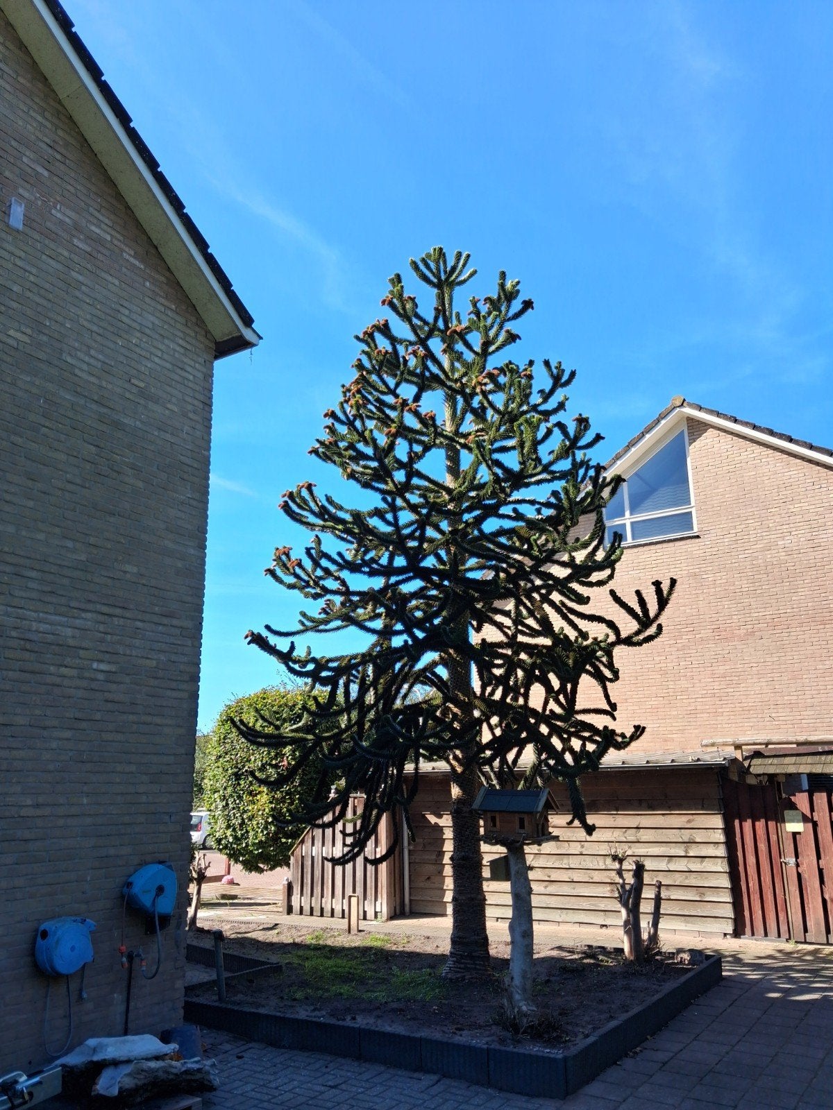 Apenboom, Ophalen, Halfschaduw, Overige soorten, 400 cm of meer