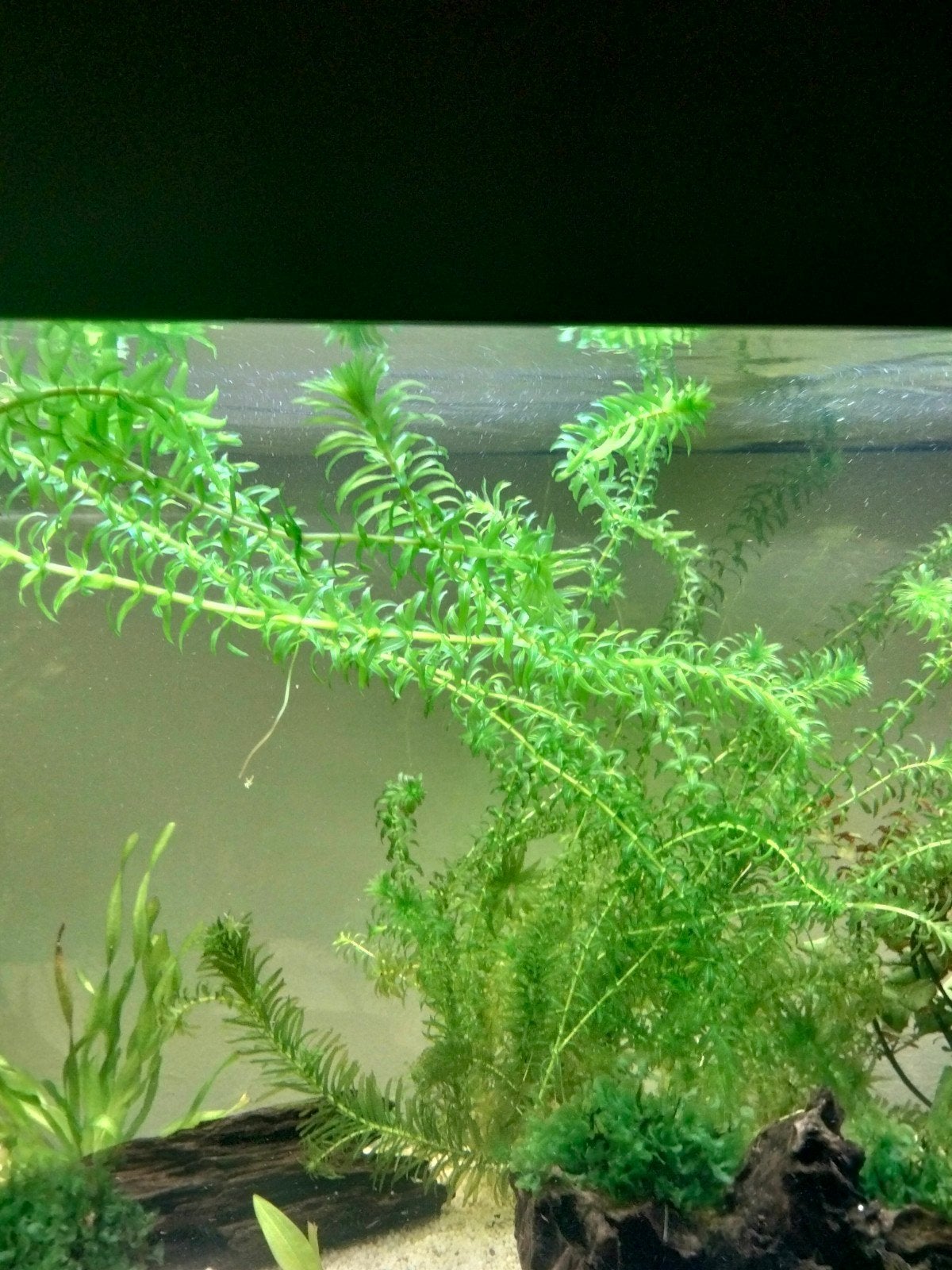 Waterpest aquarium of vijver, Ophalen, Plant(en), Steen of Hout