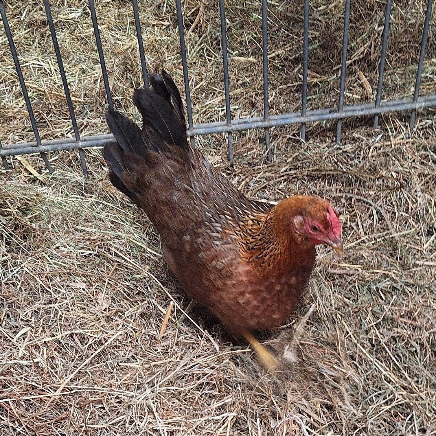 Goudpatrijs hen en brahma haan en kip, Dieren en Toebehoren, Meerdere dieren, Kip