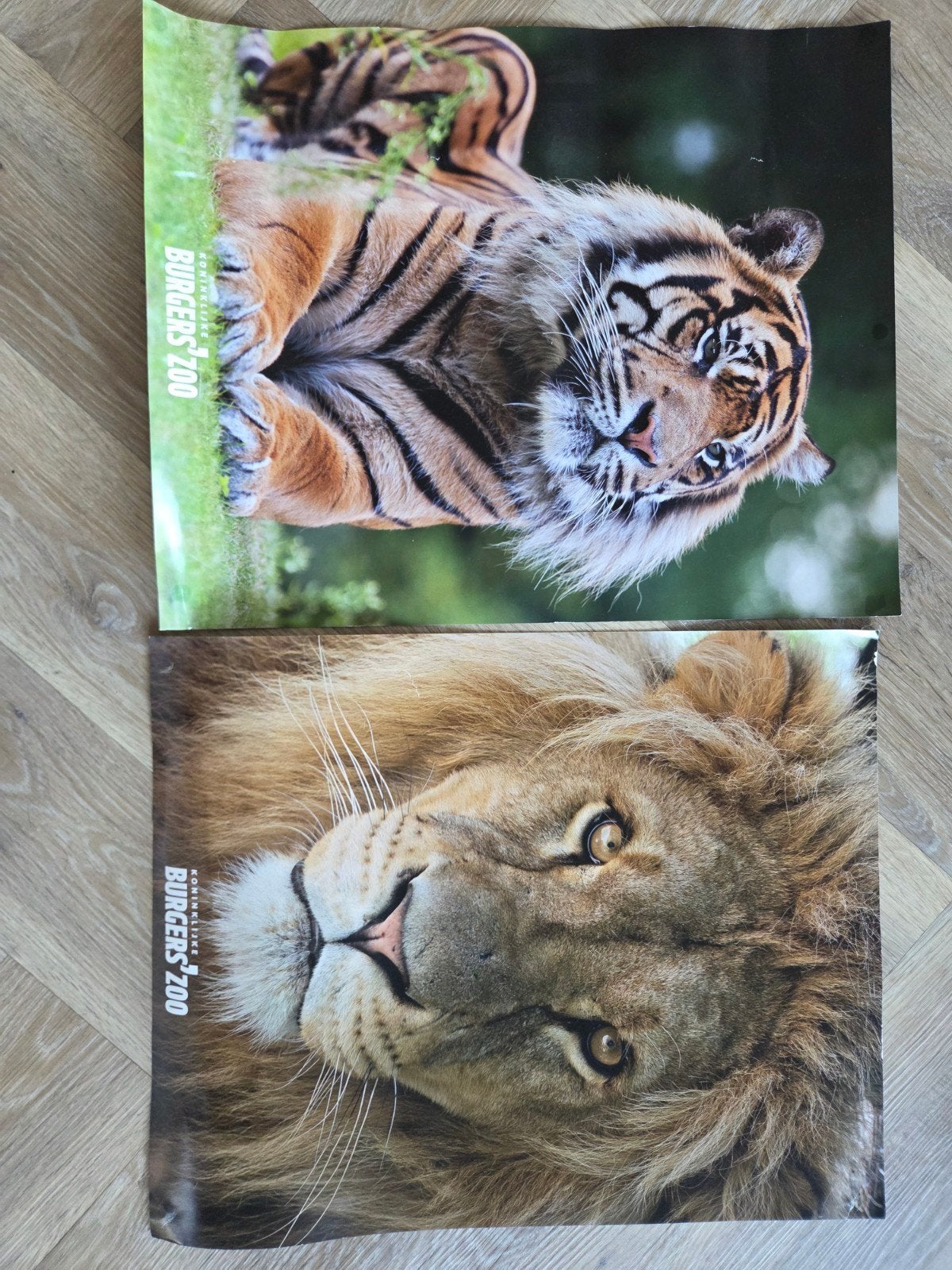 Posters Burgers' Zoo: Tijger en Leeuw (2 stuks), Ophalen, A1 t/m A3, Dier of Natuur, Rechthoekig Staand