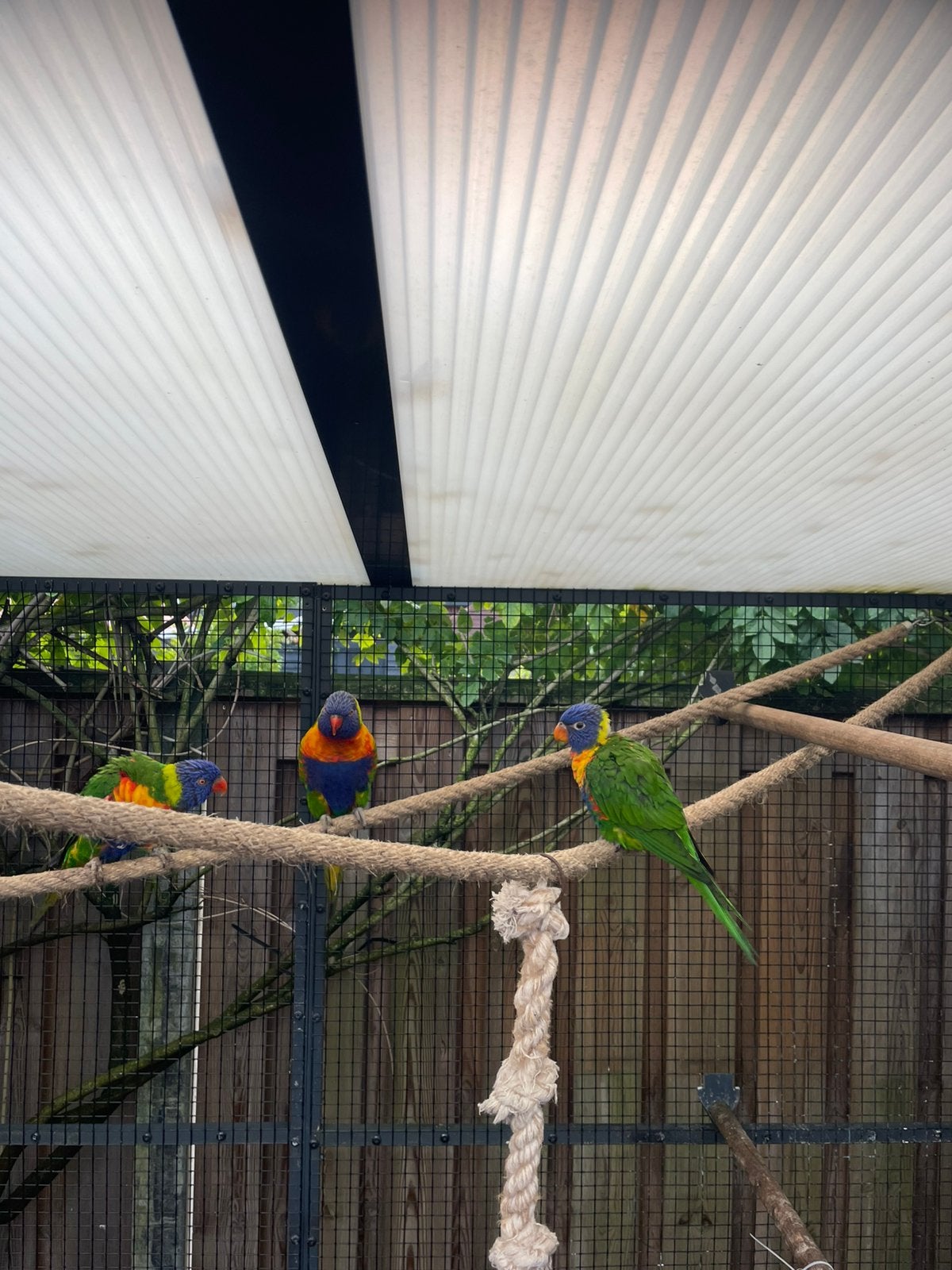 Bewezen koppel lori van de blauwe bergen + eventueel voliere, Meerdere dieren, Papegaai