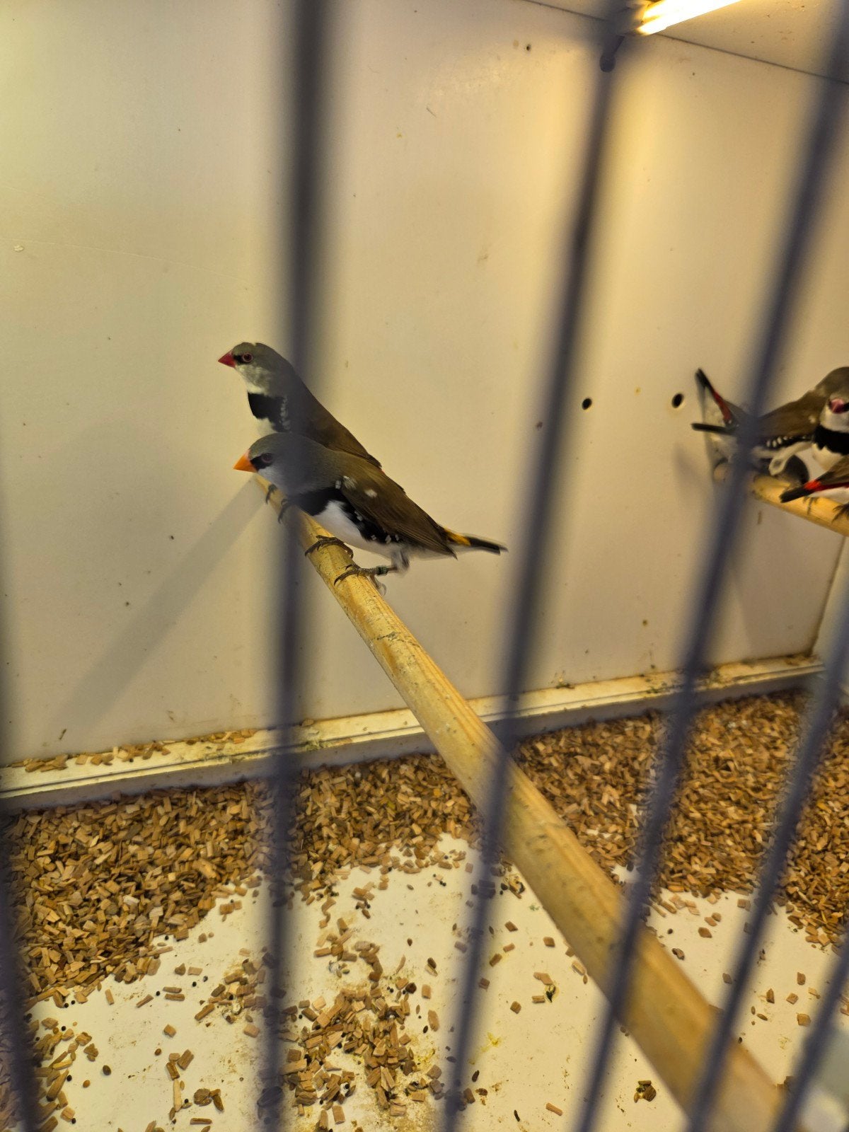 dimantvinken, Meerdere dieren