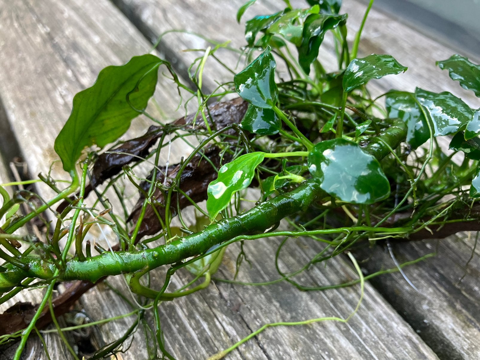 Anubias waterplant voor aquarium, Dieren en Toebehoren, Ophalen, Zo goed als nieuw, Plant(en), Steen of Hout