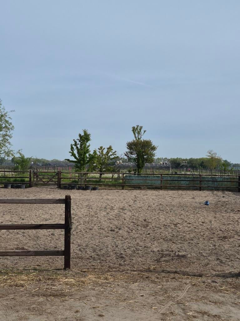 Aangeboden stalling en weidegang, Weidegang, 4 paarden of pony's of meer