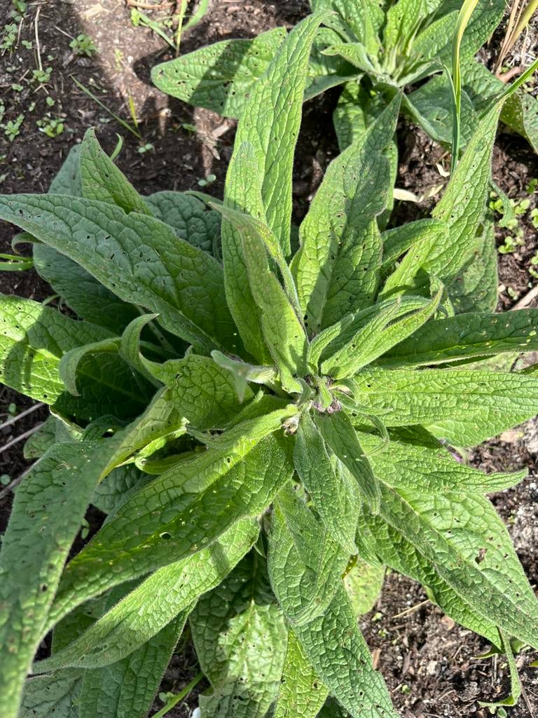 Smeerwortel knollen en planten, Tuin en Terras, Planten | Tuinplanten, Ophalen, Bodembedekkers, Vaste plant, Halfschaduw