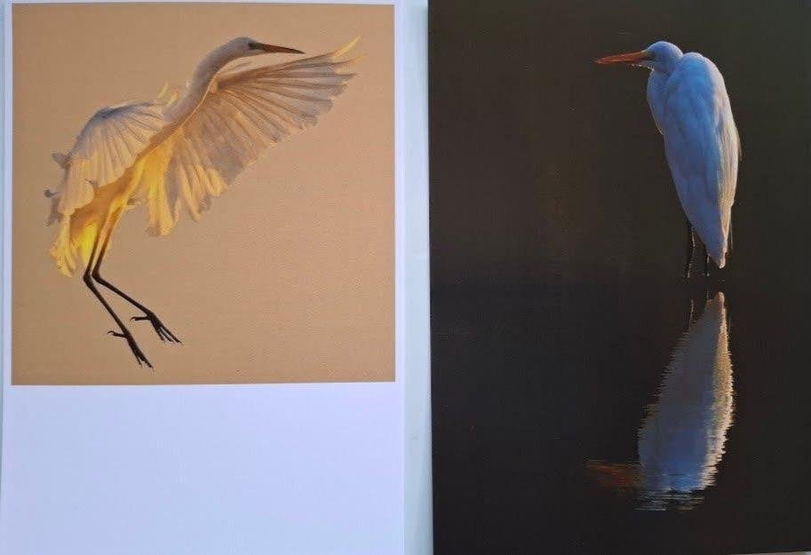 Vogels op de foto - 18 postkaarten - nieuw, Boeken, Ophalen of Verzenden, Nieuw, Fotografie algemeen