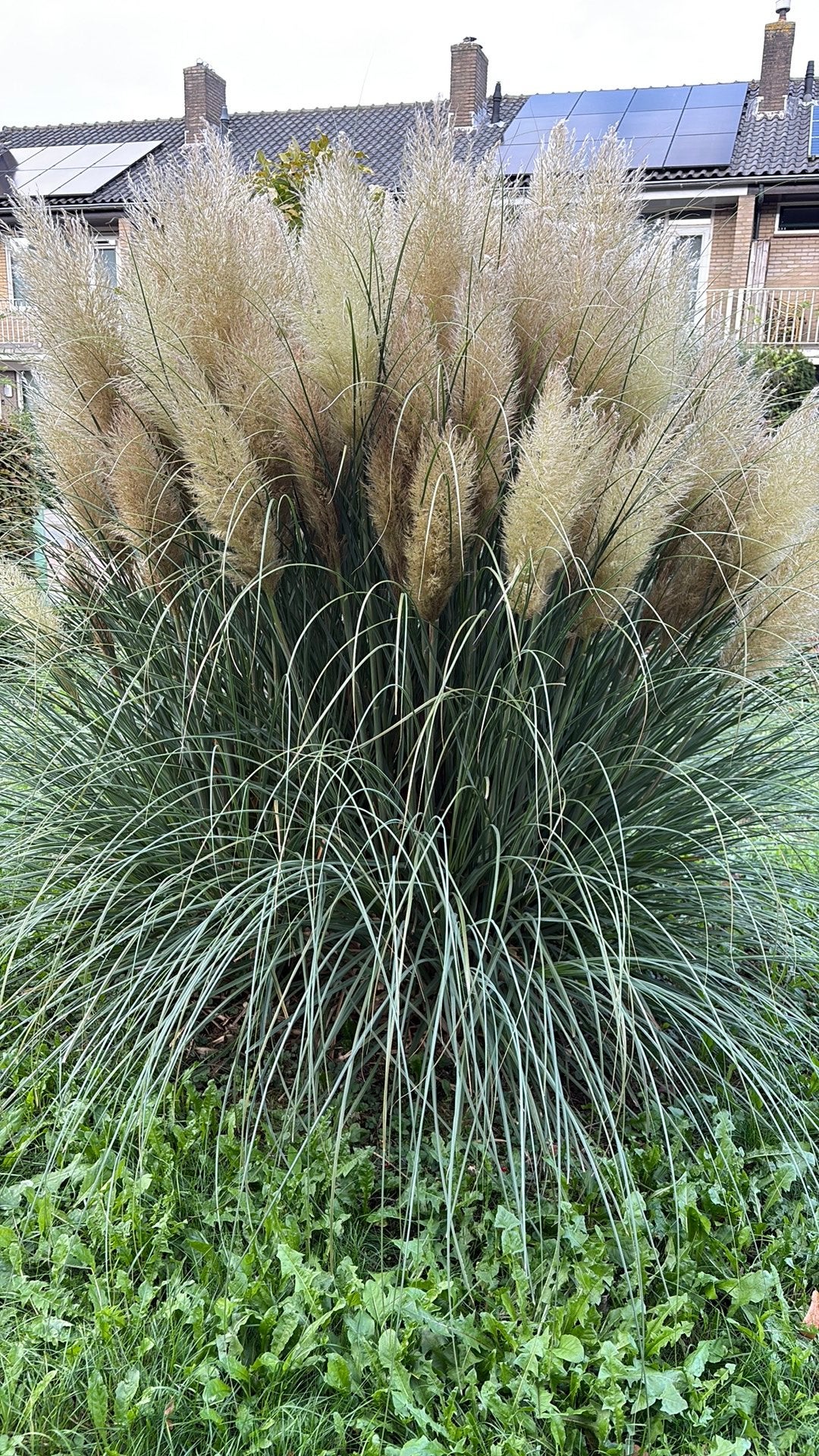 Pampas siergras pluimen, Ophalen
