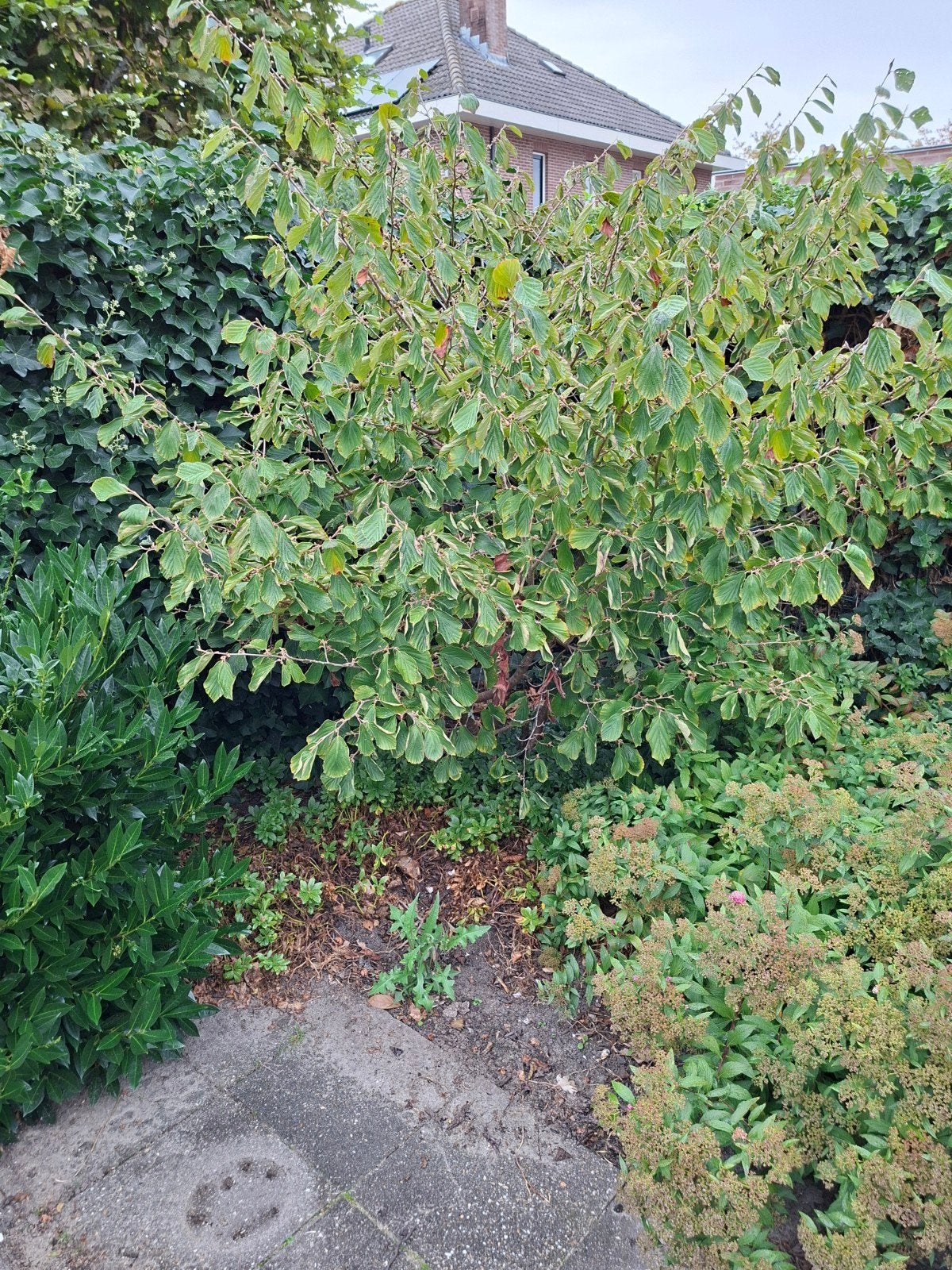 Hammamelis - Toverhazelaar, Ophalen, Overige soorten, 100 tot 250 cm