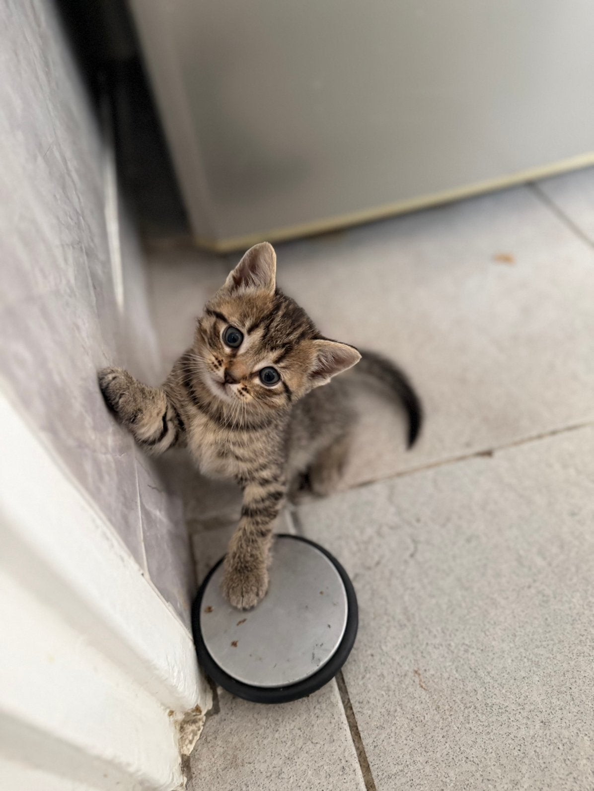 Kittens, Meerdere dieren, Kortharig
