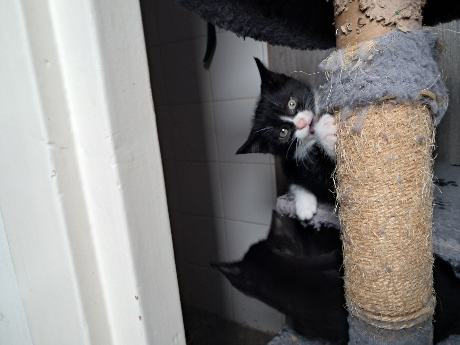 kittens, Dieren en Toebehoren, Meerdere dieren