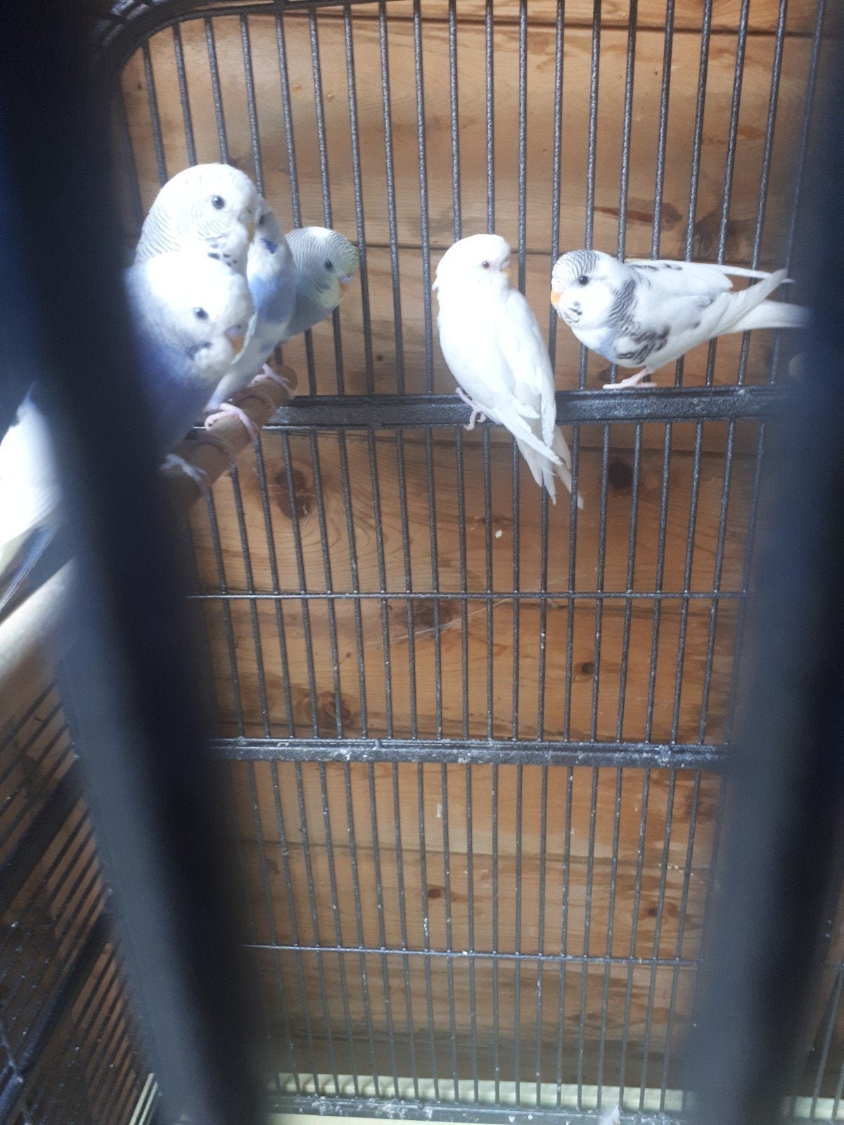 te koop 6 grasparkieten in een koop €40, Meerdere dieren, Parkiet