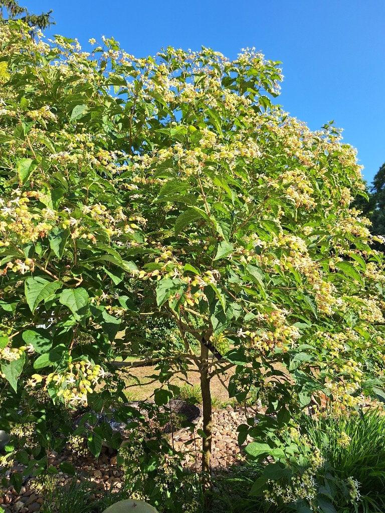 Pindakaasboom Kansenboom Clerodendrum trichotomum, Overige soorten, 250 tot 400 cm, Zomer, Ophalen