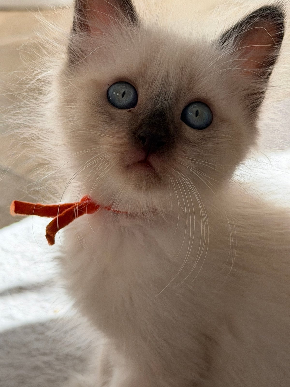 Balinees kittens, Siamees langhaar hypoallergeen, Meerdere dieren, Gechipt, 0 tot 2 jaar