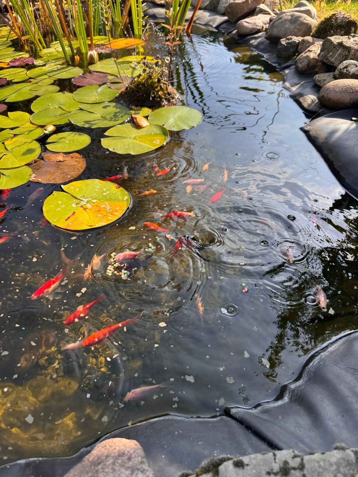 Goudvissen uit vijver, Dieren en Toebehoren, Goudvis(sen)