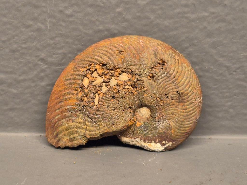 Oud mooi fossiel 3.5 CM, Ophalen of Verzenden, Fossiel